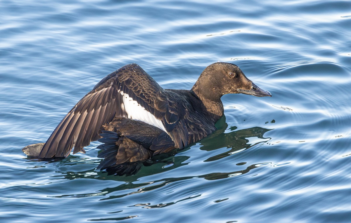 White-winged Scoter - ML644775549