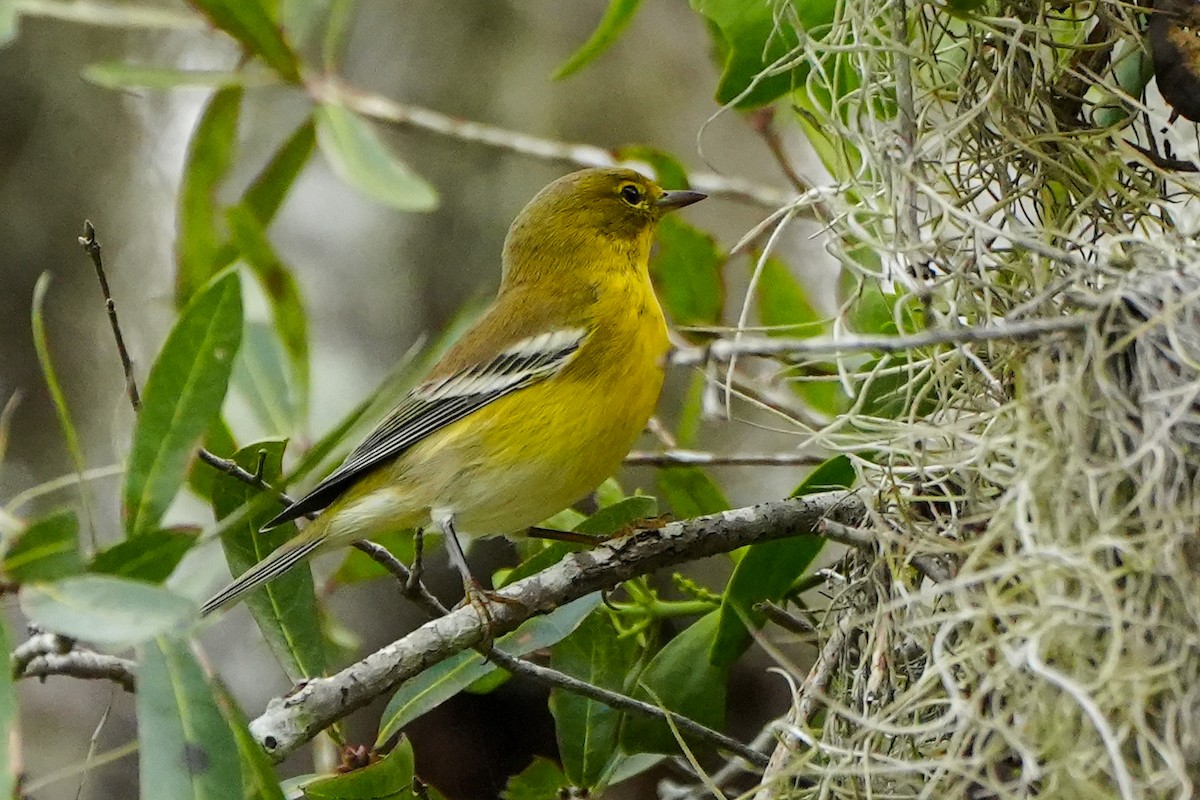 Pine Warbler - ML644775554