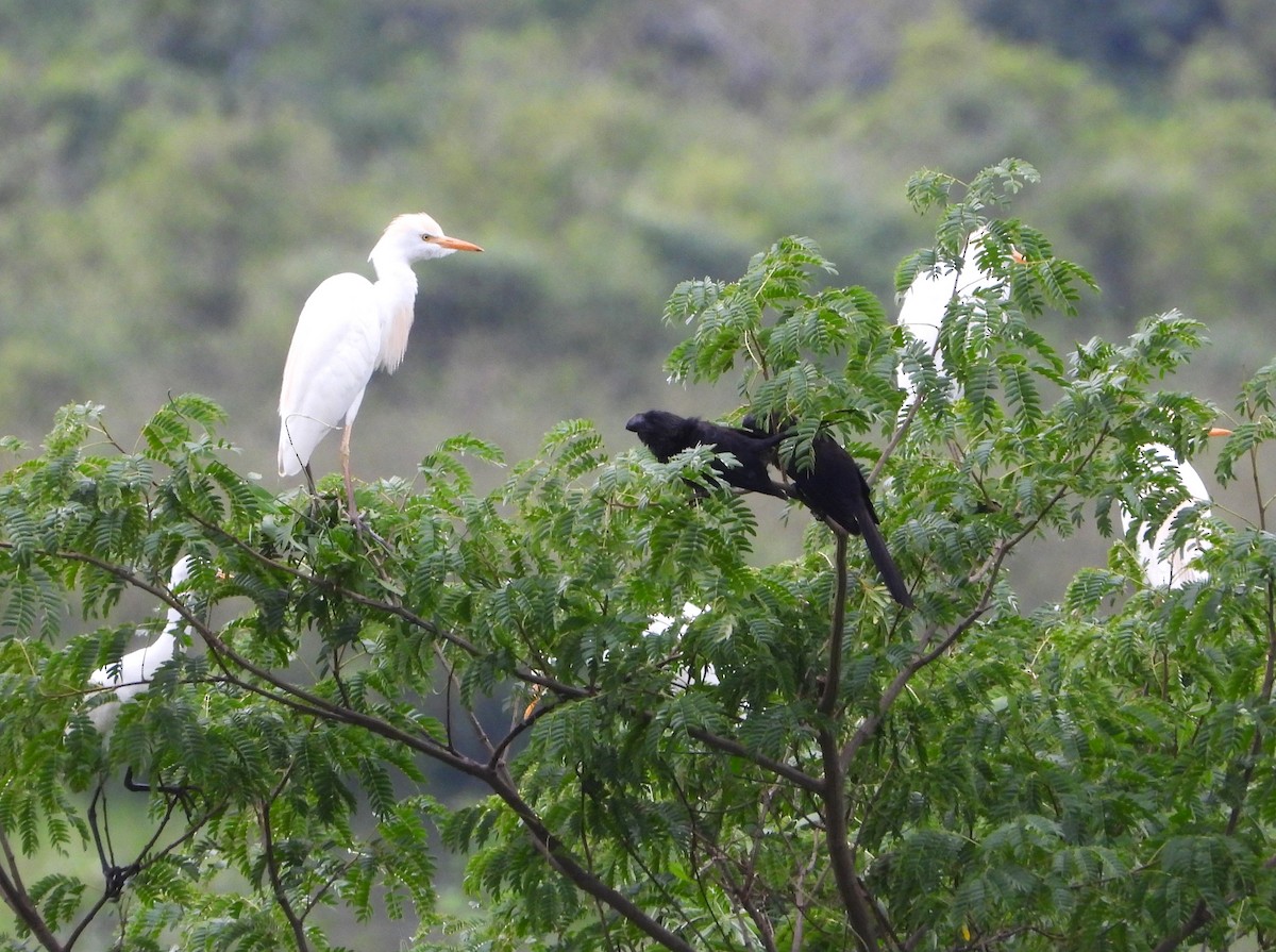 Western Cattle-Egret - ML644775558