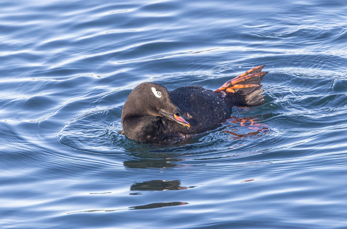 White-winged Scoter - ML644775560