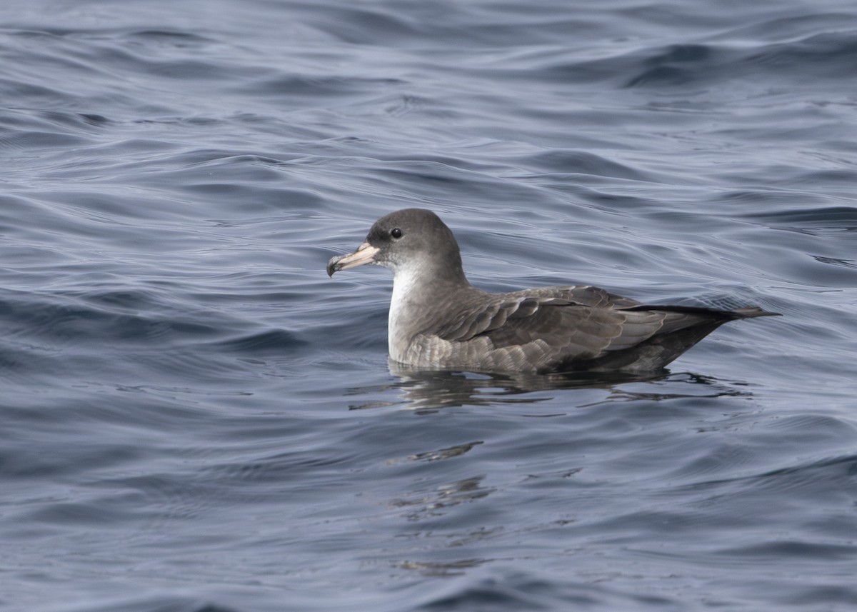 Pink-footed Shearwater - ML644775564