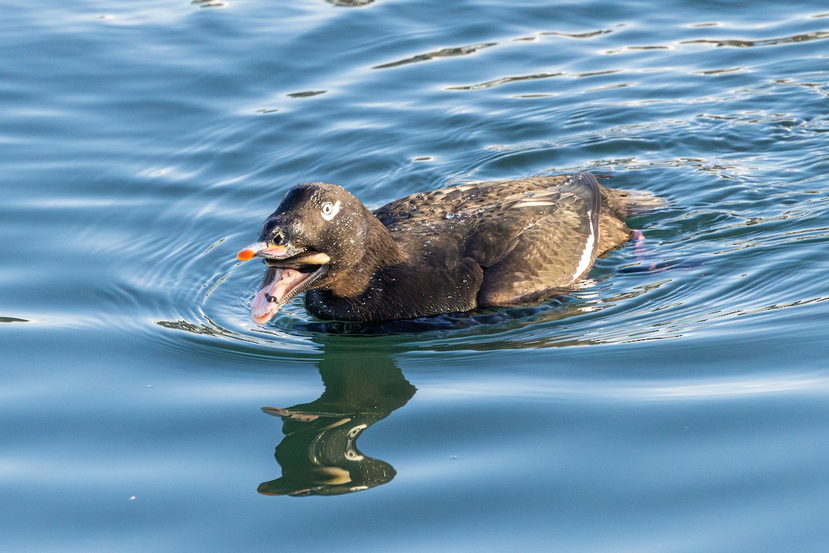White-winged Scoter - ML644775565