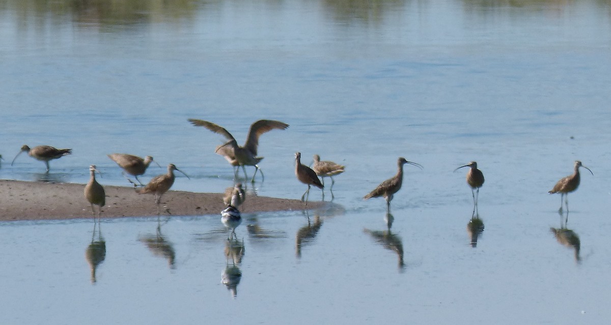 Long-billed Curlew - ML644775566