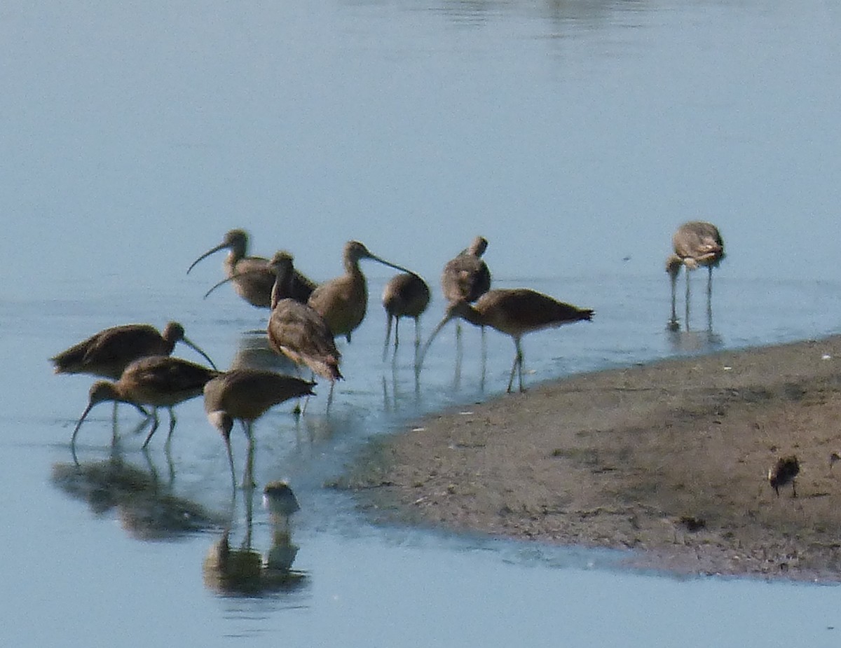 Long-billed Curlew - ML644775567