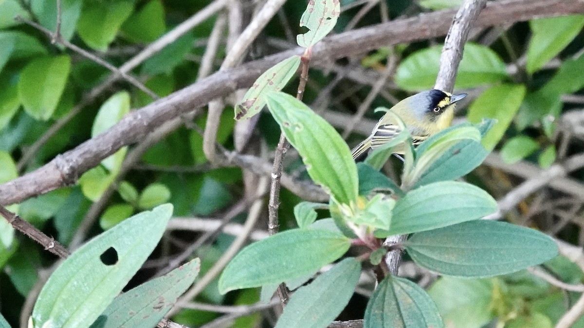 Todirostre à tête grise - ML644775569