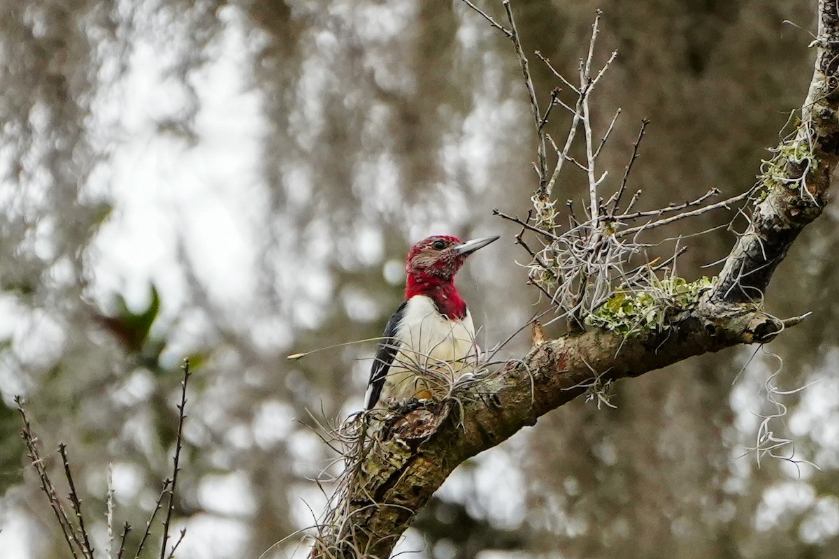 Red-headed Woodpecker - ML644775570