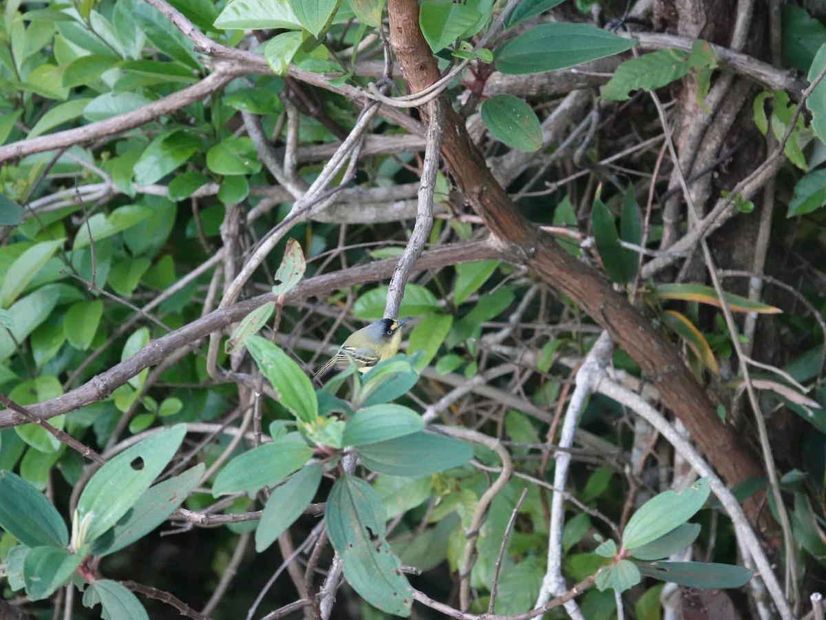 Todirostre à tête grise - ML644775571