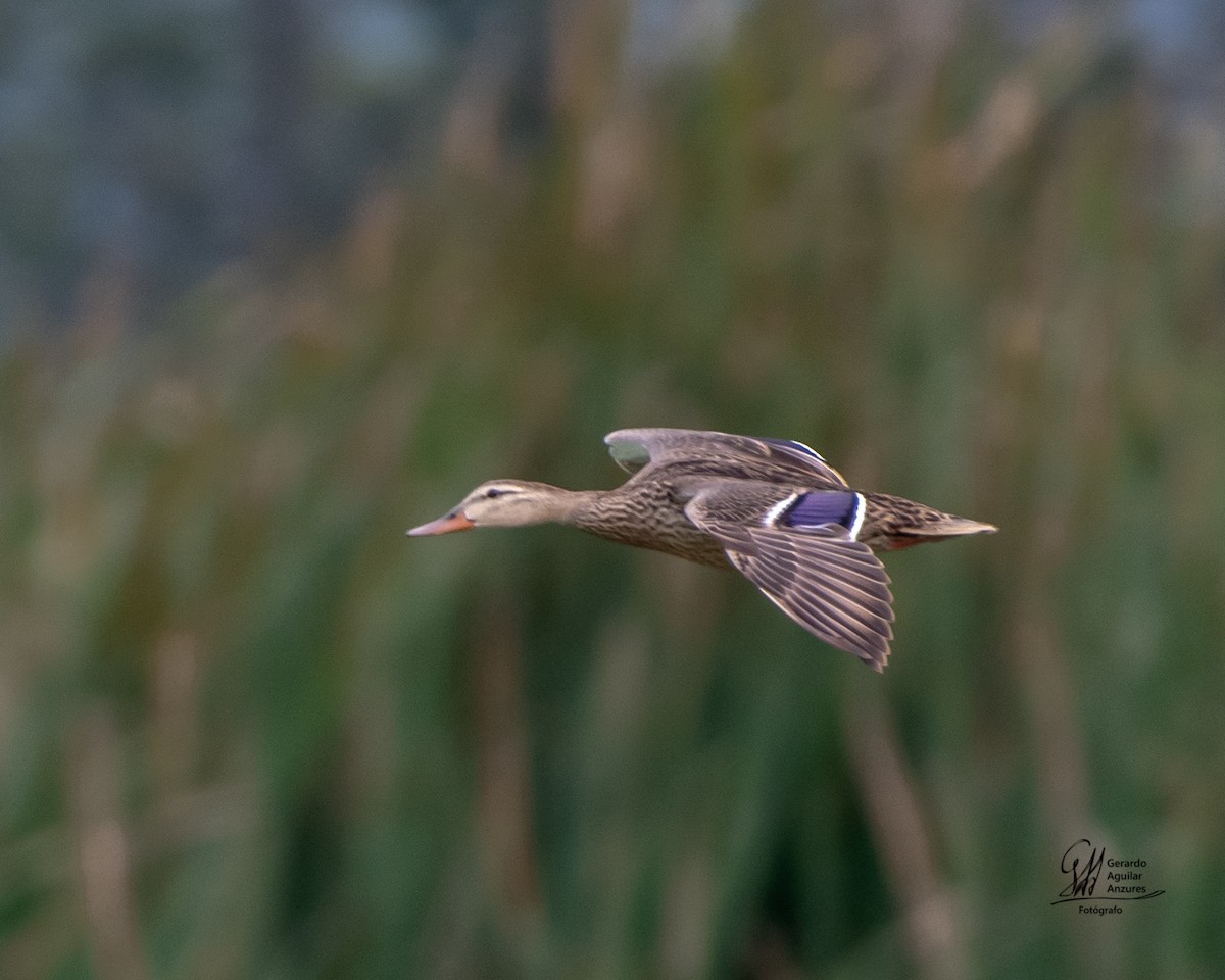 Mexican Duck - ML644775573