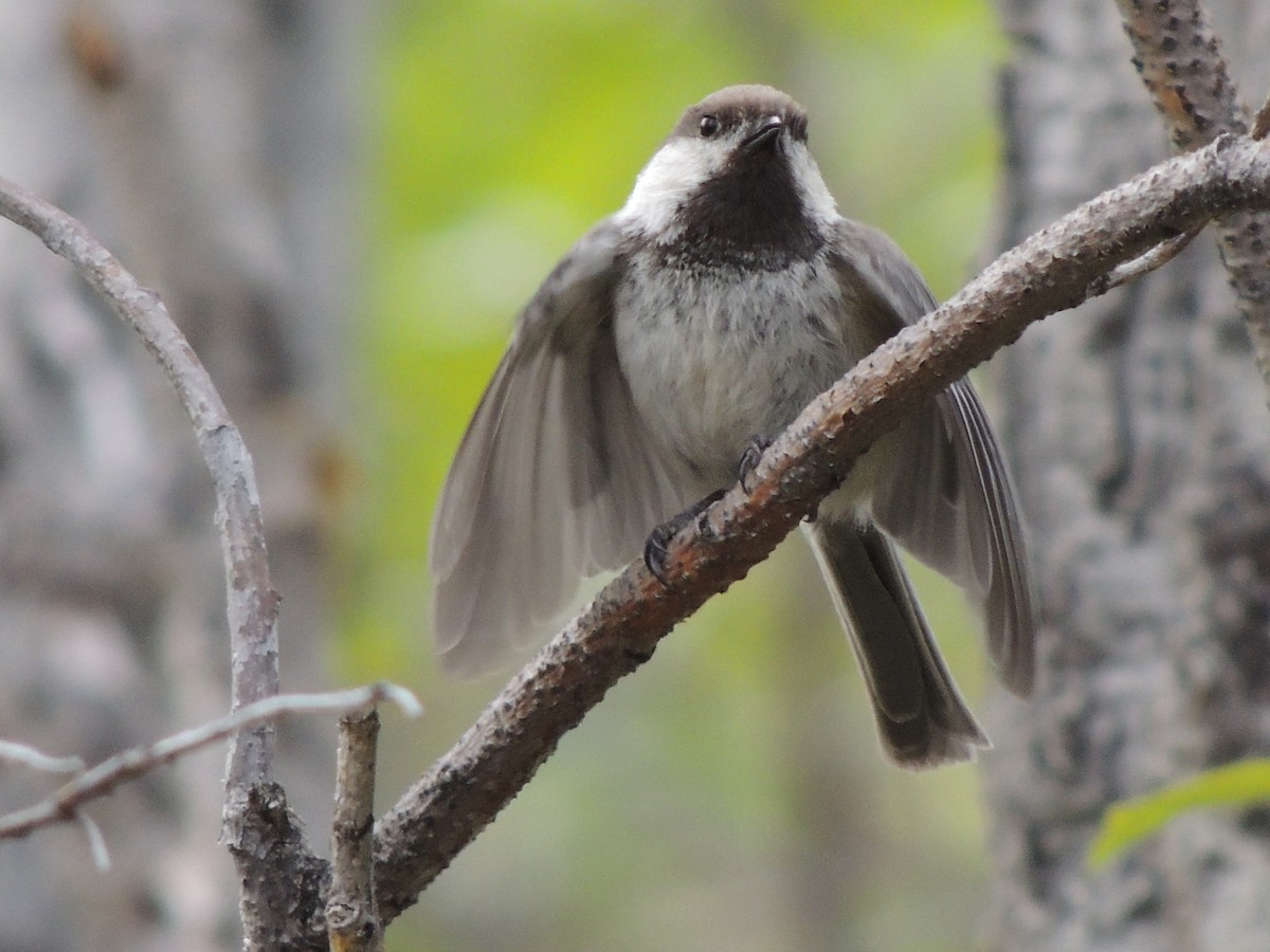 Mésange lapone - ML644775589