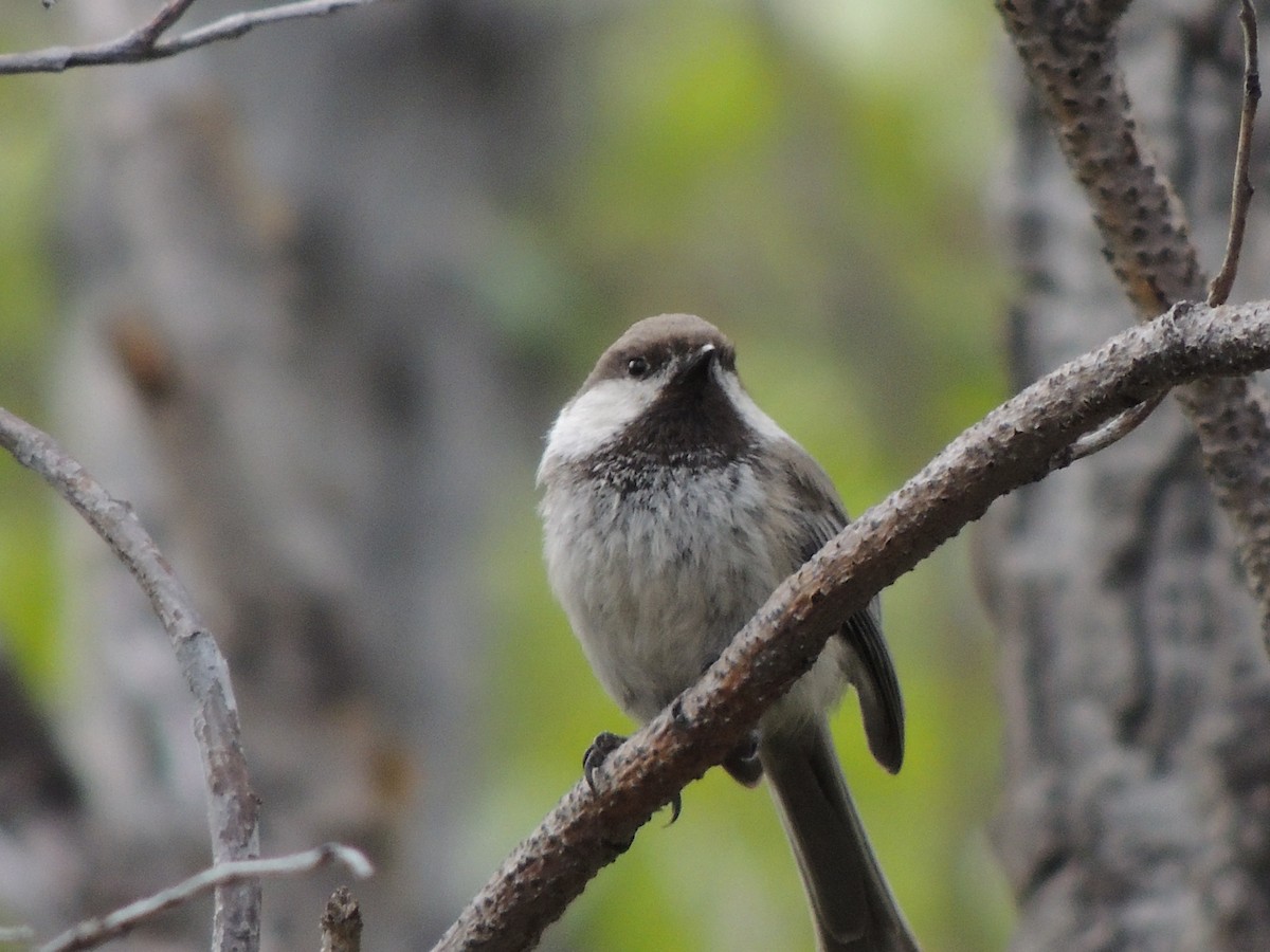 Mésange lapone - ML644775590