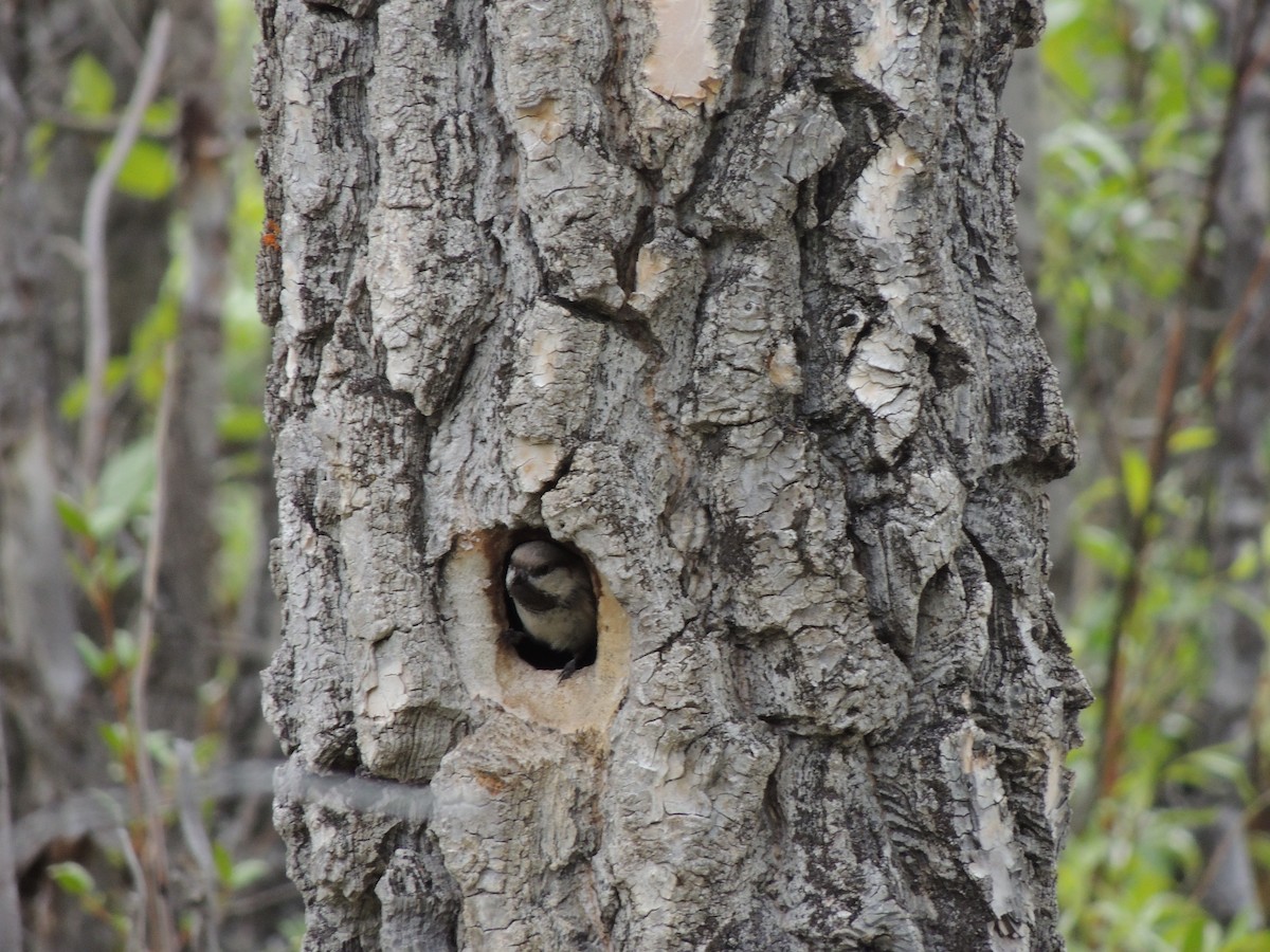 Mésange lapone - ML644775591