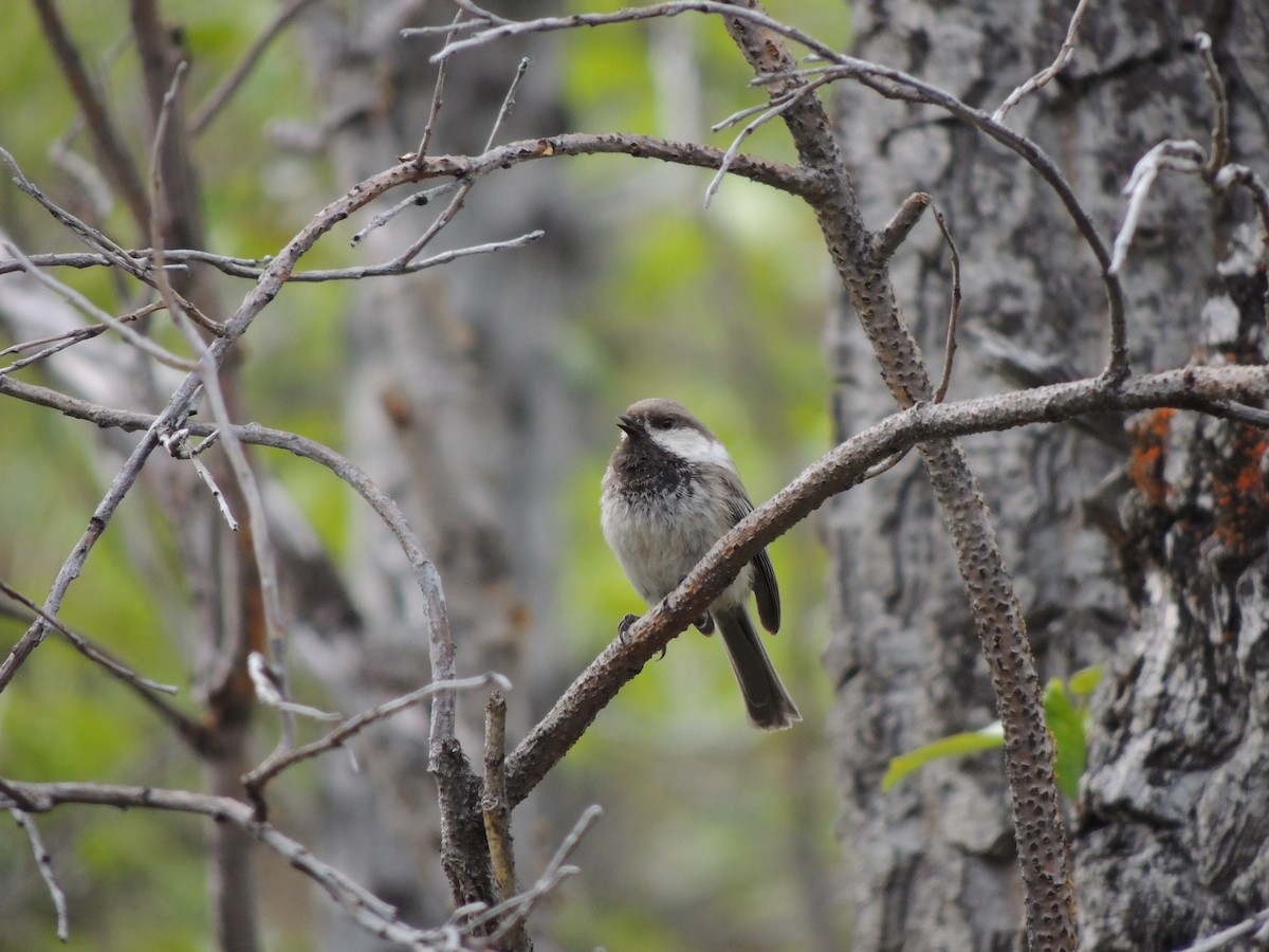 Mésange lapone - ML644775592