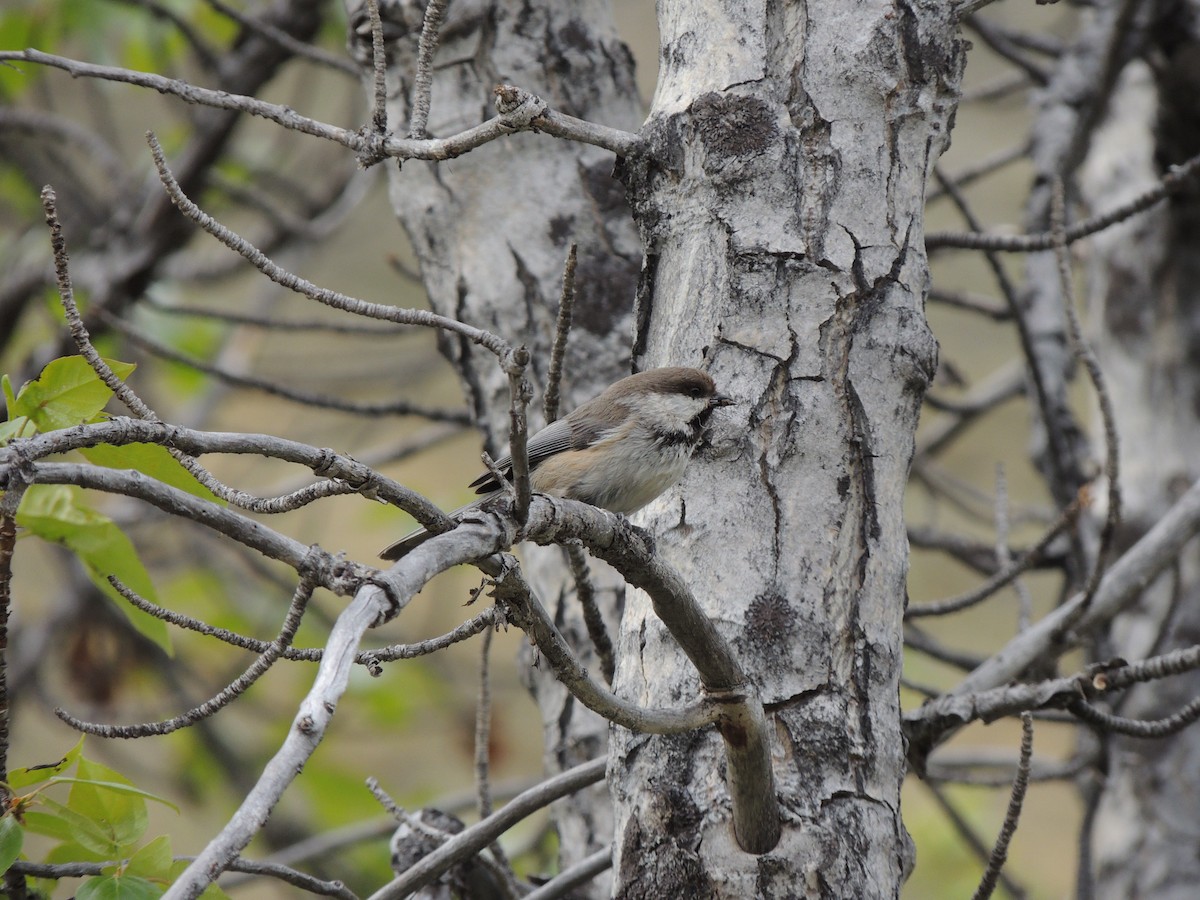 Mésange lapone - ML644775593