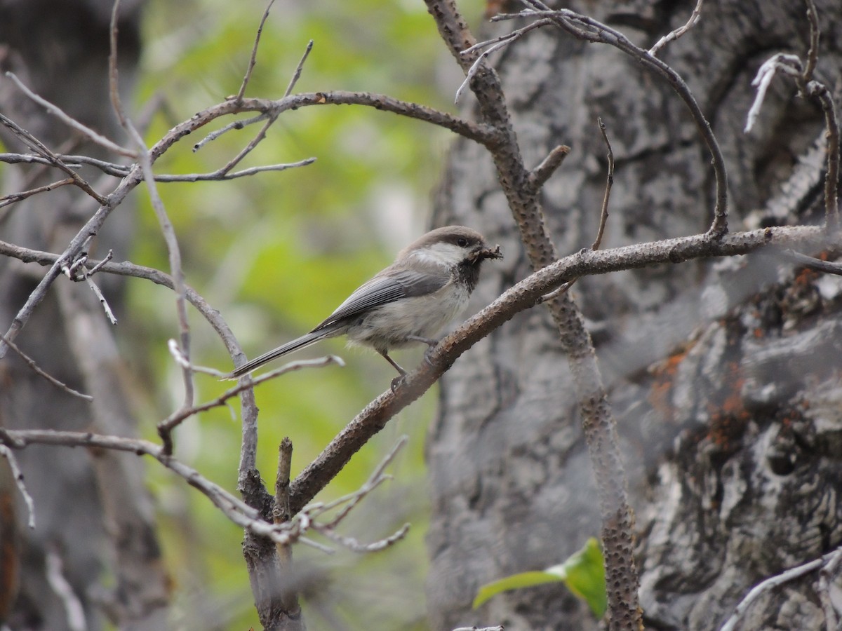 Mésange lapone - ML644775594
