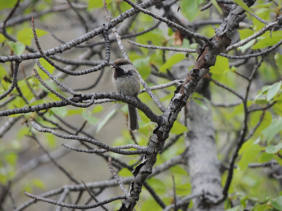 Mésange lapone - ML644775595