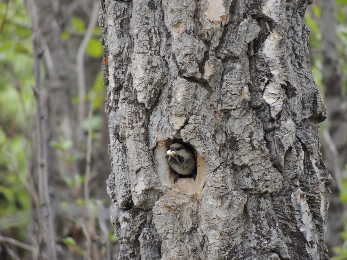 Mésange lapone - ML644775596