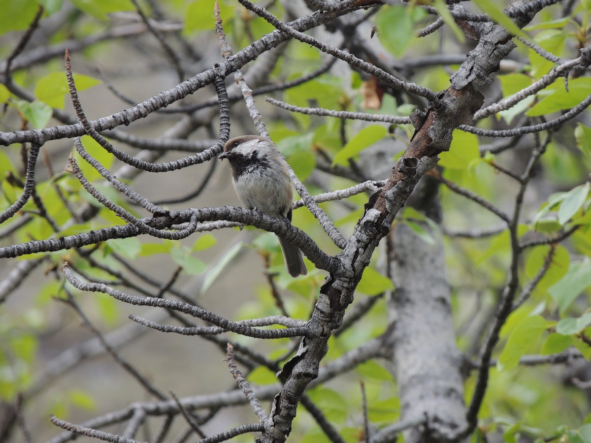 Mésange lapone - ML644775597