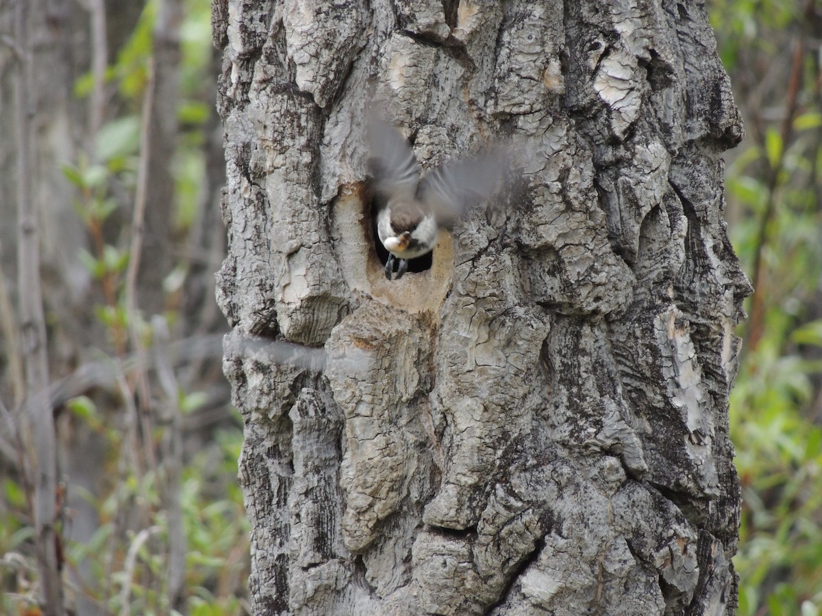 Mésange lapone - ML644775598