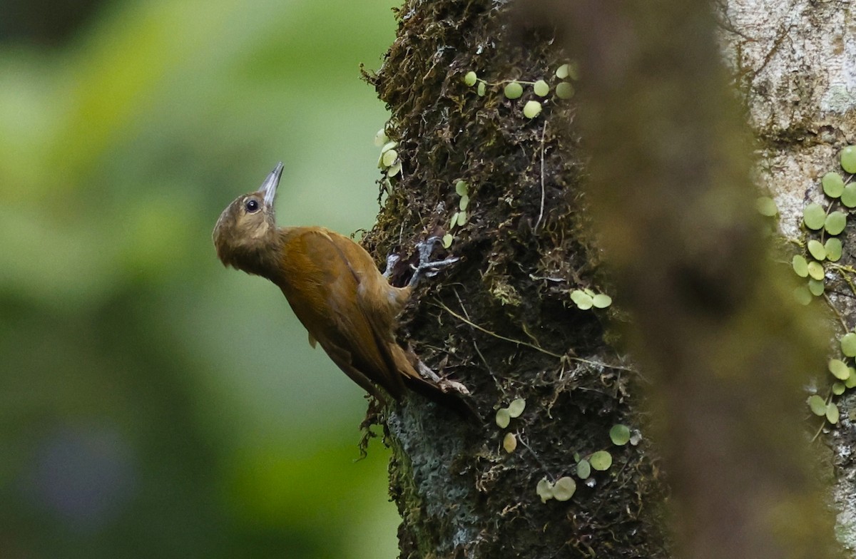 Smoky-brown Woodpecker - ML644775603