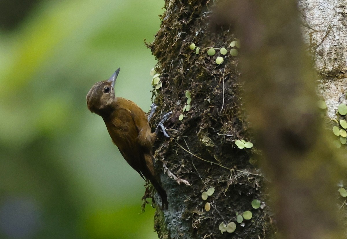 Smoky-brown Woodpecker - ML644775606