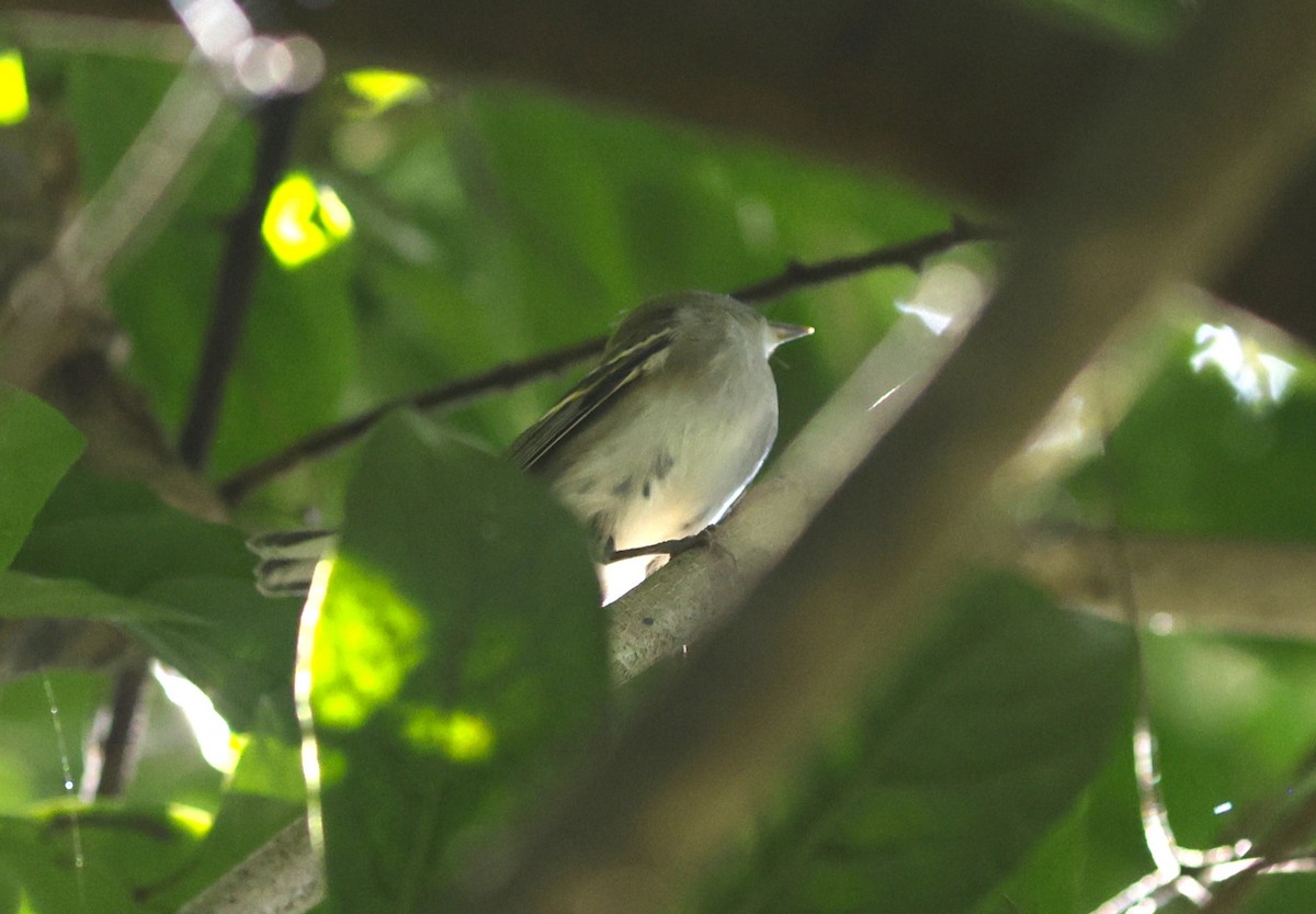 סבכון צהוב-כיפה - ML644775630