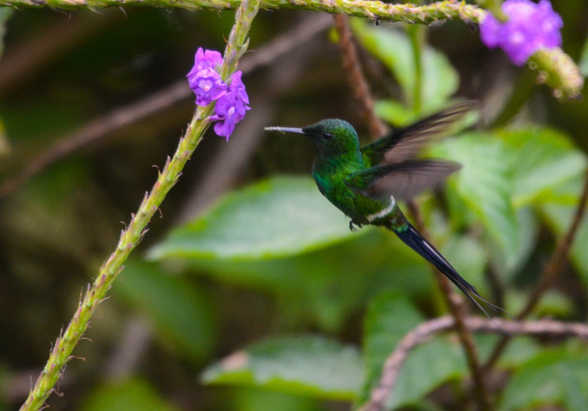 Green Thorntail - ML644775640