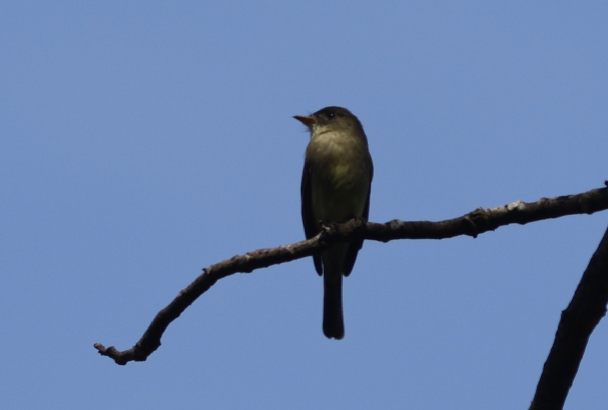 Northern Tropical Pewee - ML644775641