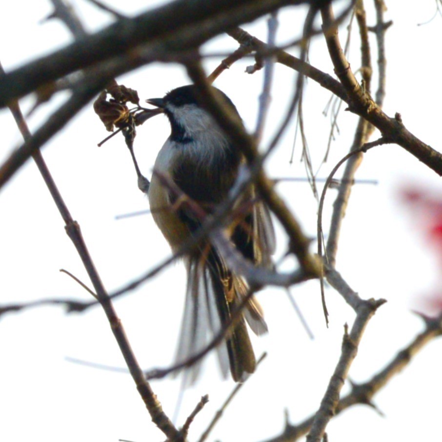 Гаїчка світлокрила - ML644775653