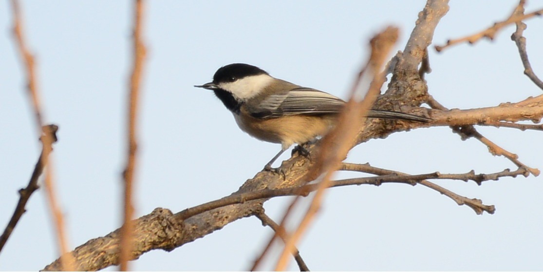 Гаїчка світлокрила - ML644775654