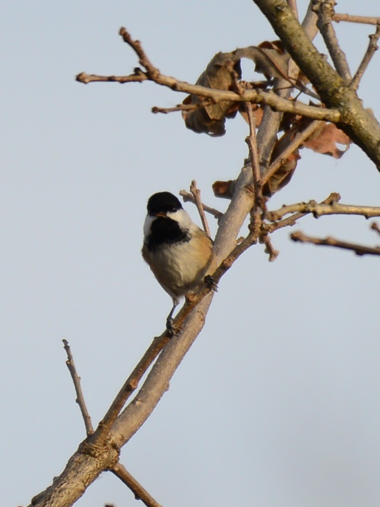 Гаїчка світлокрила - ML644775655