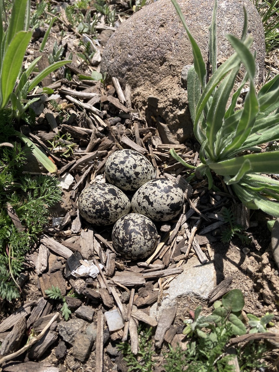 Killdeer - ML644775666