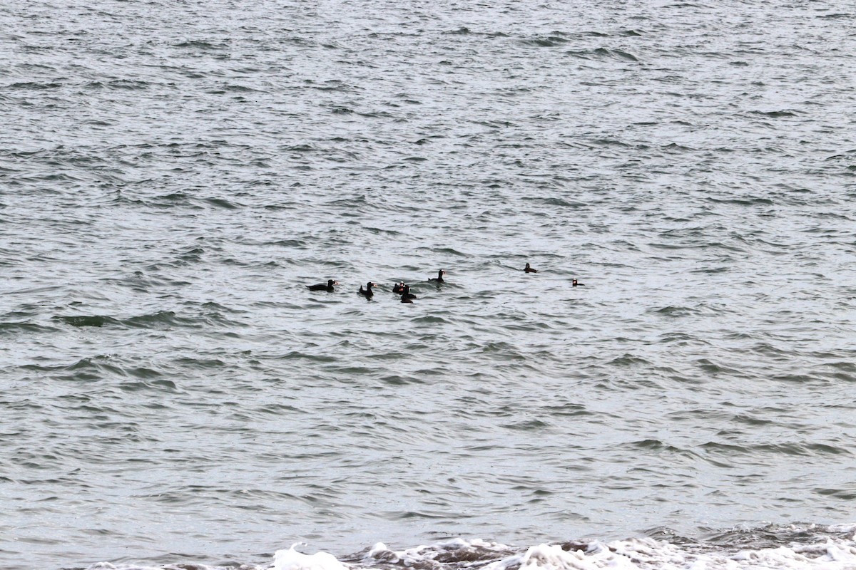 brilleand - ML644775678