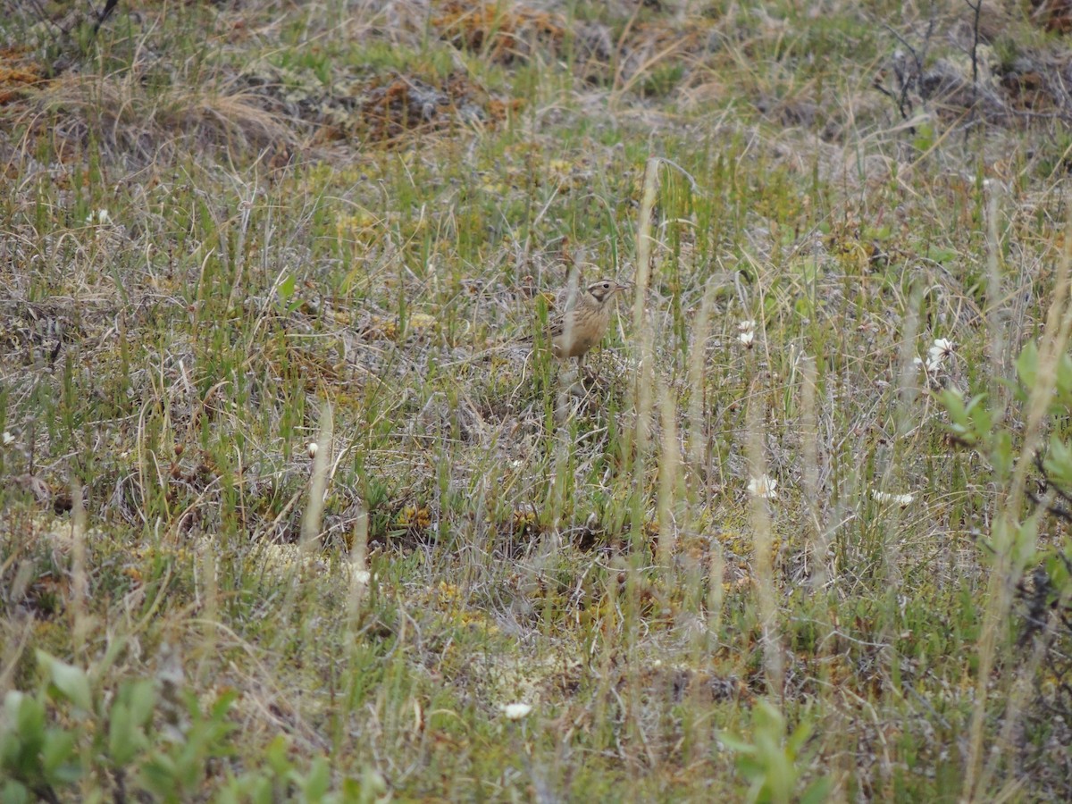 Smith's Longspur - ML644775679