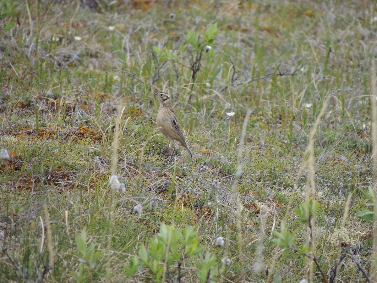 Smith's Longspur - ML644775680