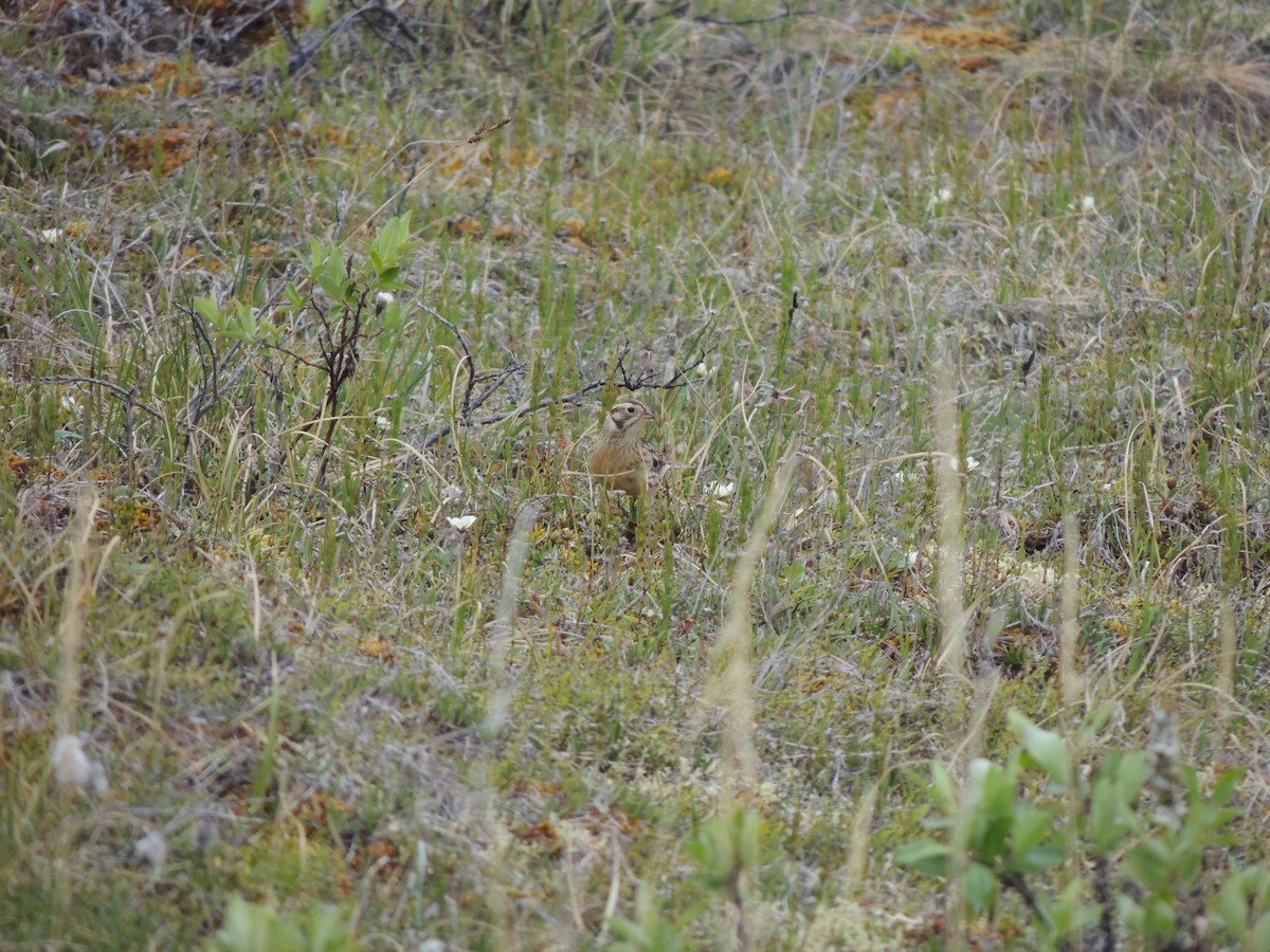 Smith's Longspur - ML644775682