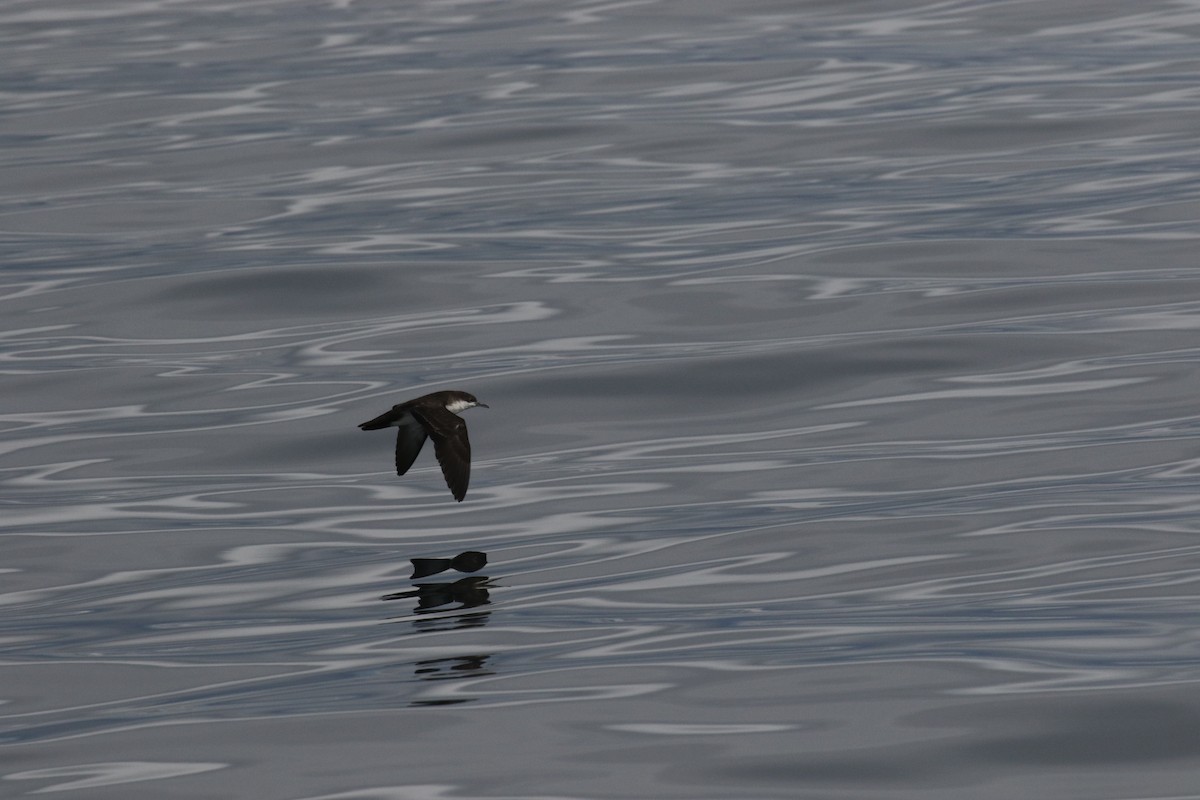 Galapagos Shearwater - ML644775683