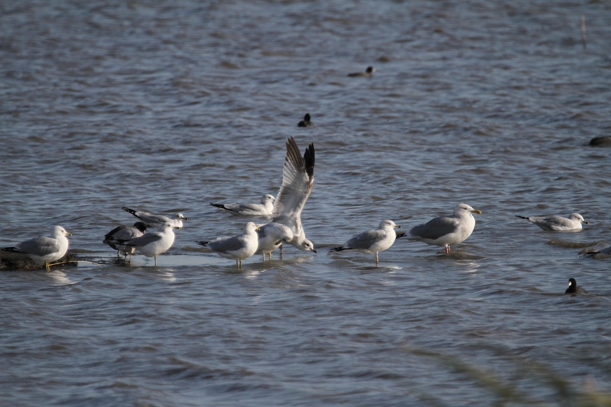 чайка sp. - ML644775684