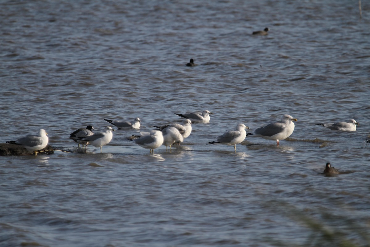 чайка sp. - ML644775685