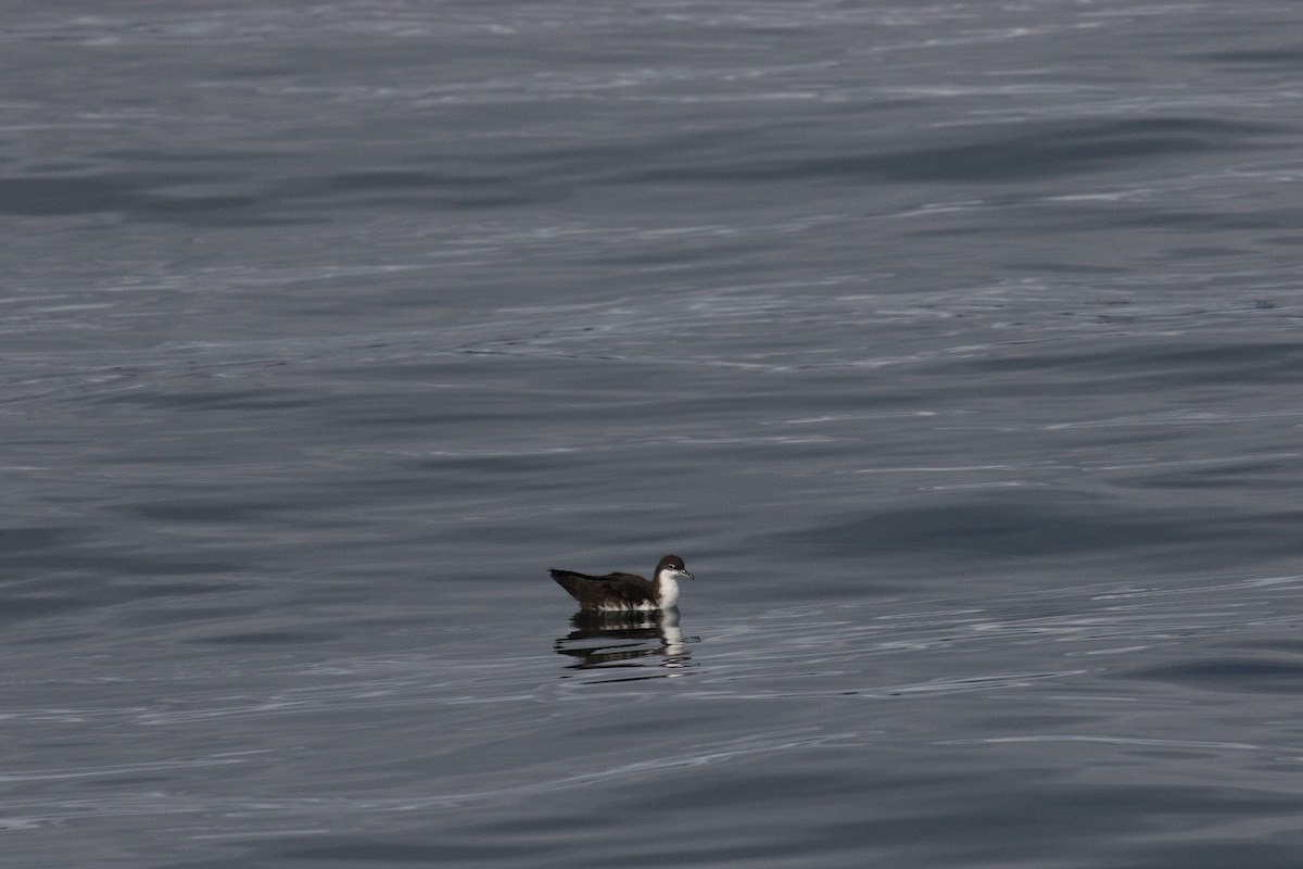 Galapagos Shearwater - ML644775686