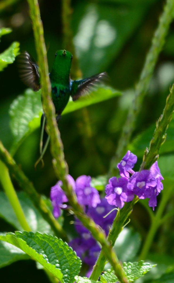 Green Thorntail - ML644775688