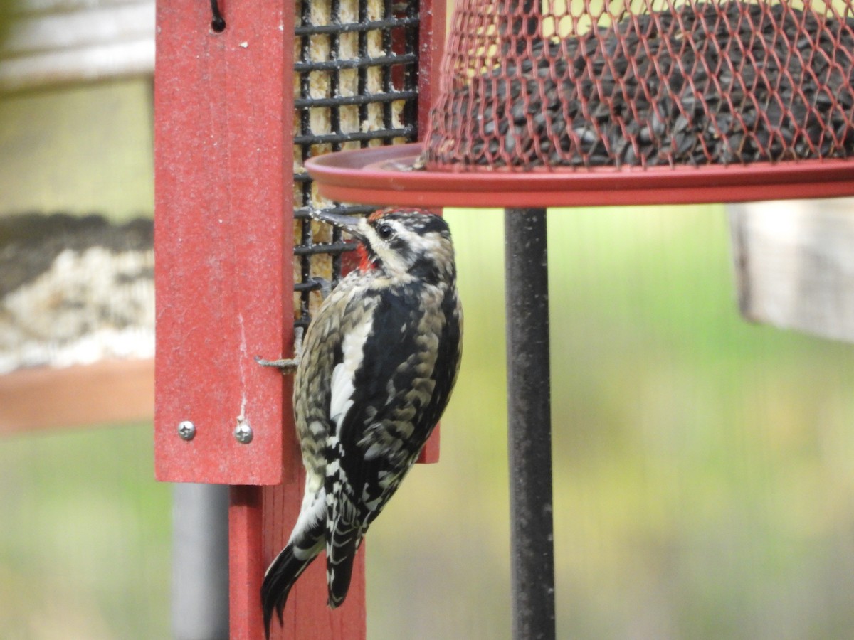 Yellow-bellied Sapsucker - ML644775695