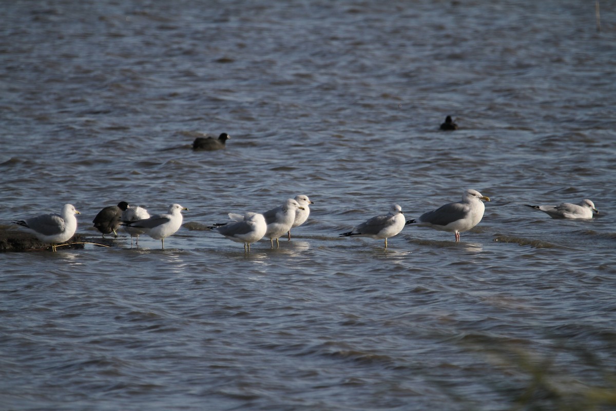 чайка sp. - ML644775702