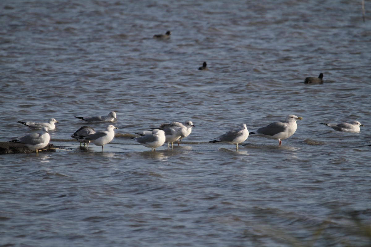 чайка sp. - ML644775707