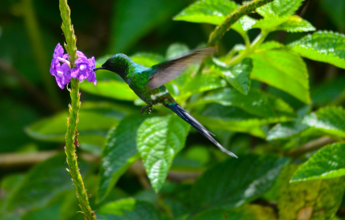 Green Thorntail - ML644775733