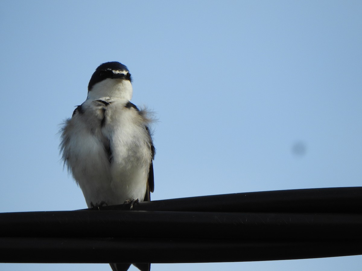 White-rumped Swallow - ML644775748