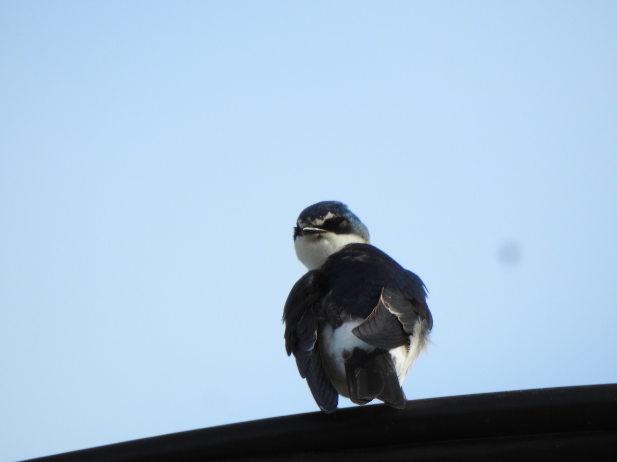 White-rumped Swallow - ML644775749