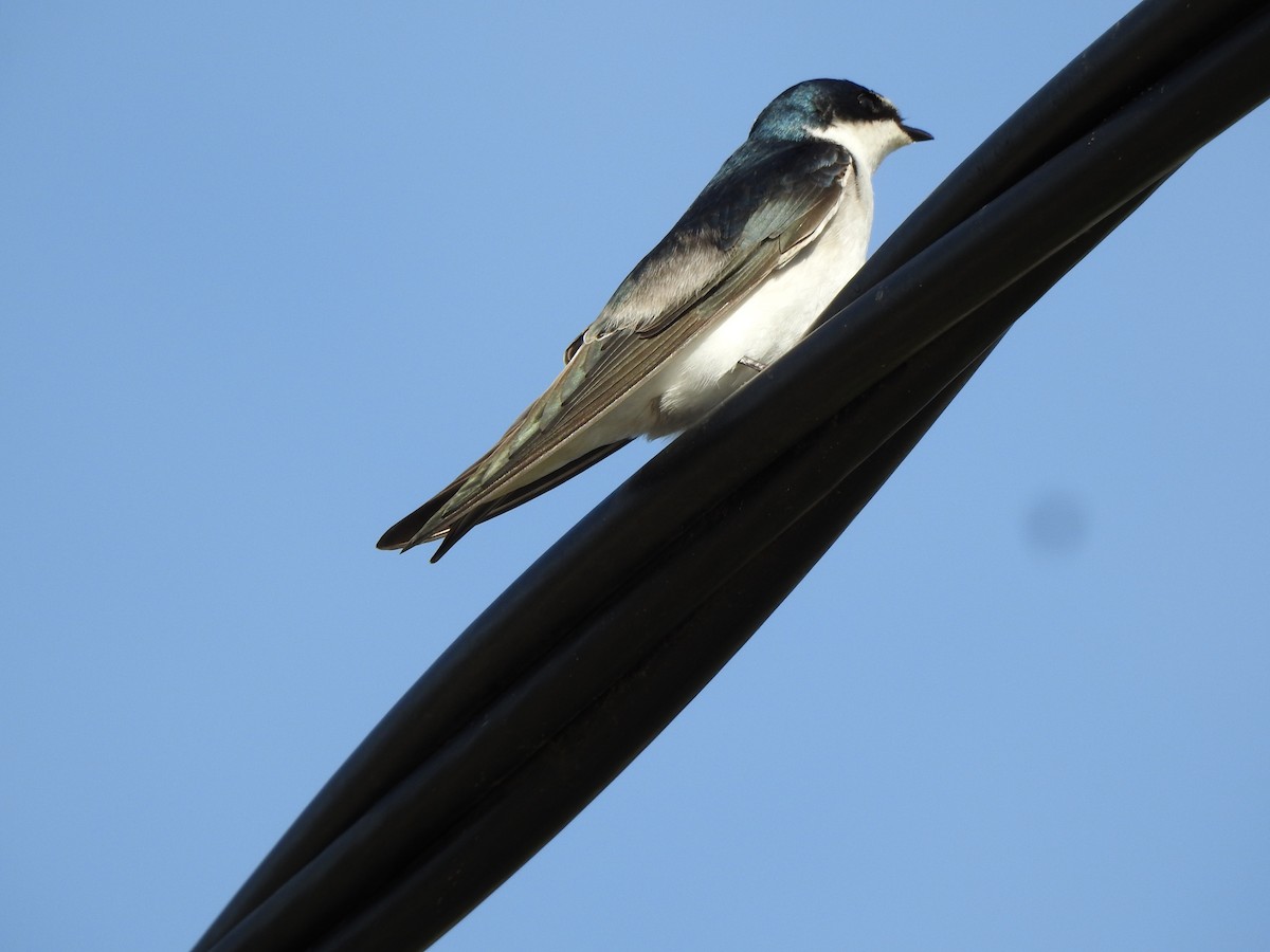 White-rumped Swallow - ML644775750