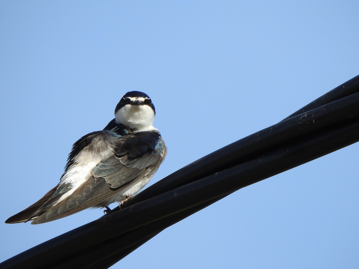 White-rumped Swallow - ML644775752
