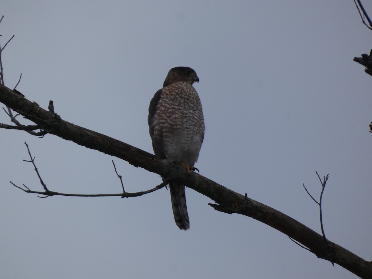 Яструб чорноголовий - ML644775754