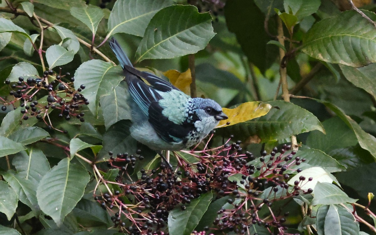 Azure-rumped Tanager - ML644775762